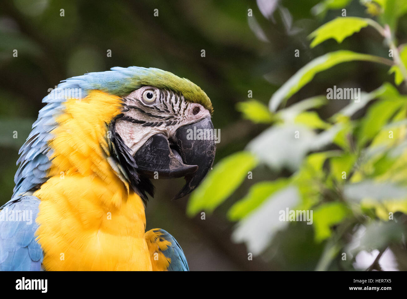 In prossimità della testa di un blu e giallo o blu e oro Macaw, ( Ara ararauna ), originario del Sud America Foto Stock