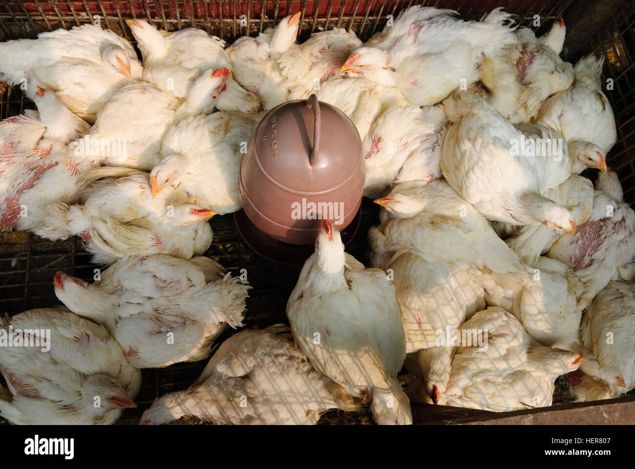 Agartala: polli su un mercato, Tripura, India Foto Stock