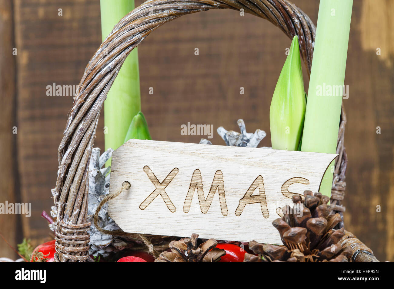 Amaryllis, Hippeastrum, floreale, yule tide Foto Stock