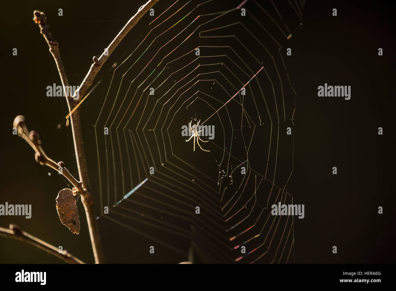 Animale,l'arte,Black,bug,ragnatela,il collegamento,design,l'elemento,l'Orrore Insetto,,isolato,line,macro,natura,net,rete,pattern,scary,silhouette,spider,spiderweb,il simbolo,texture,filo,trappola,vettore,web,bianco Foto Stock