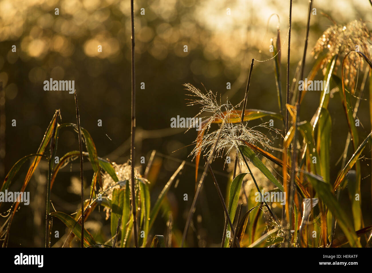 4-stagione autunno,4 stagioni,a 4 stagioni,autunno,letto di canne,campagna,,Rugiada di mattina presto,Finlandia,nebbia,foggy,lago,landscape,nebbia,misty,mattina,,naturali natura,reed,Scandinavia,silhouette,mattina di sole,sole,vista Foto Stock