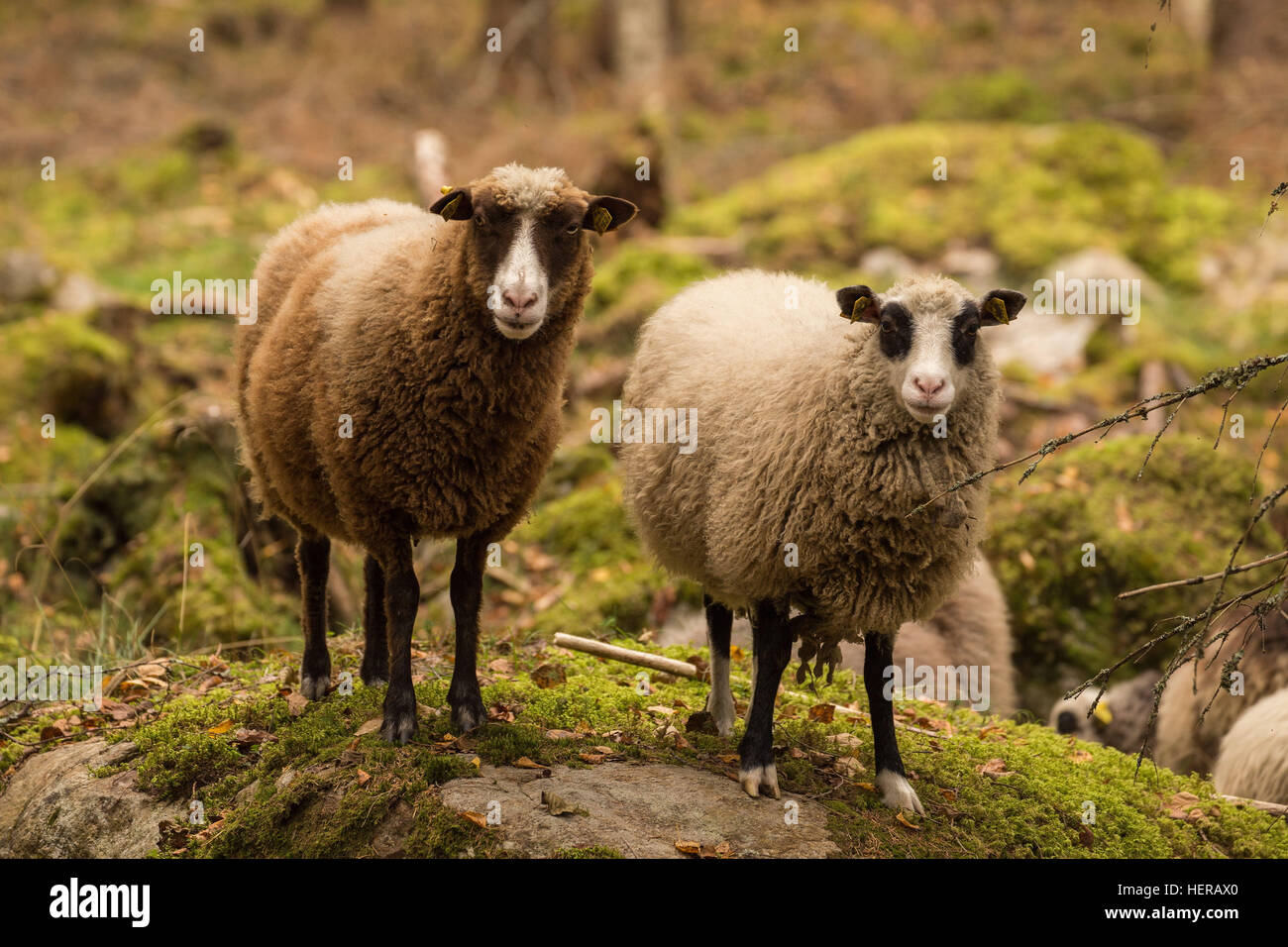 2,2 animali,2 pecore,animale,autunno,marrone,giovane,famiglia,fauna,Finlandia,forest,l'erba,verde,erbivoro,landscape,luce,cercando,,maschio mammifero,moss,,naturali natura,all'aperto,preda,rocks, settembre,pecore,in piedi,l'estate, due,selvatica,wildlife,lana Foto Stock