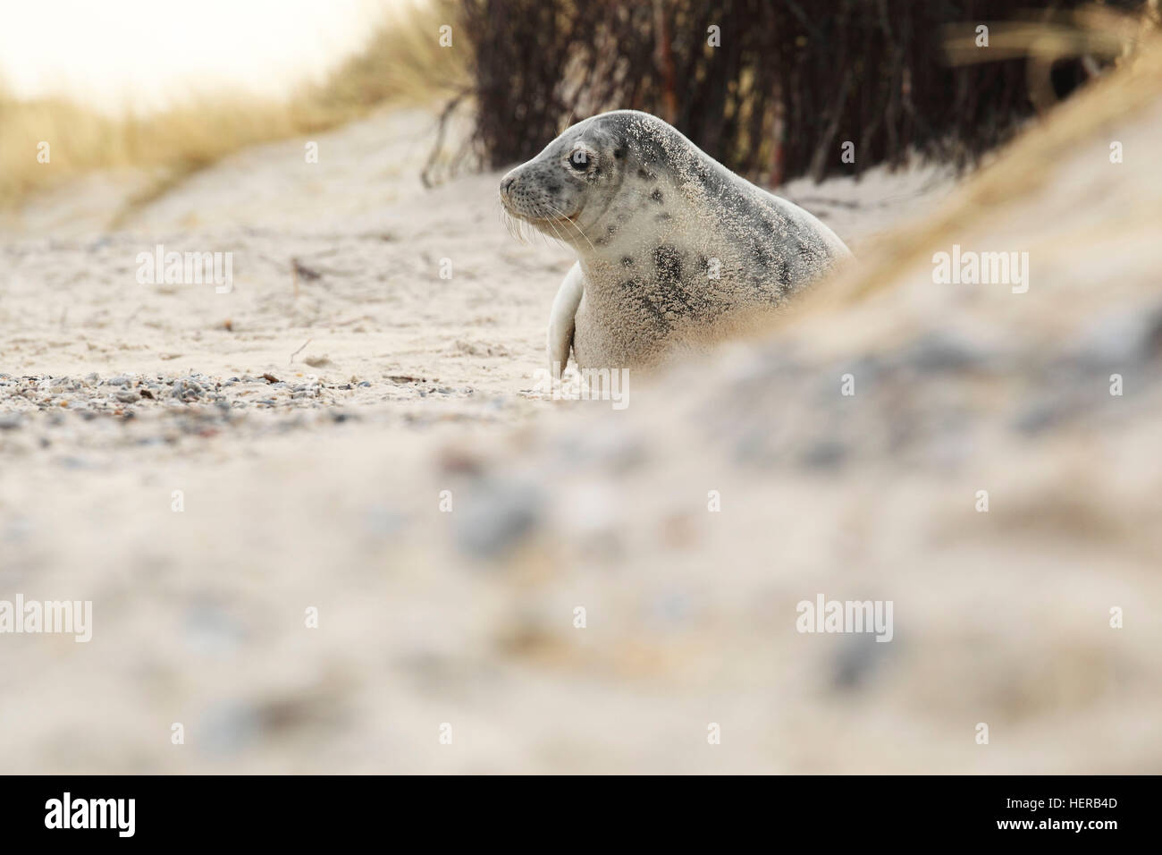 Robbenbaby auf Helgoland Foto Stock