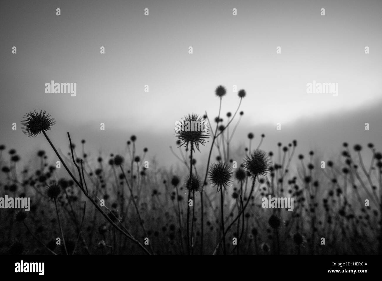 Piante, nero-e-bianco, Bokeh di fondo Foto Stock