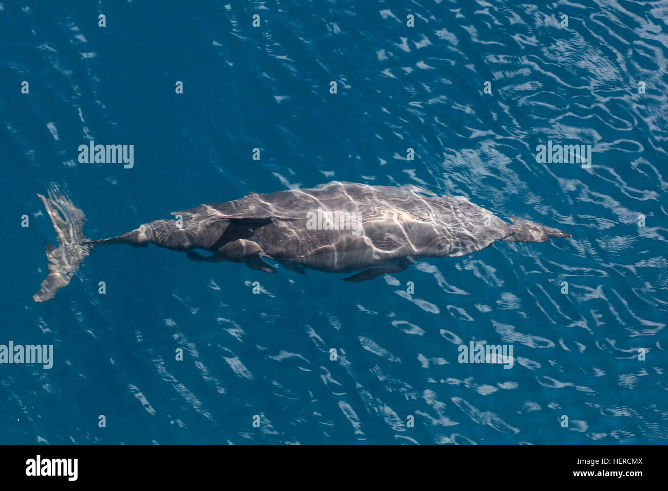 Un Spinner dolphin cruises attraverso il soleggiato acque delle Isole Salomone. Questa diffusa cetacean è altamente acrobatico. Foto Stock