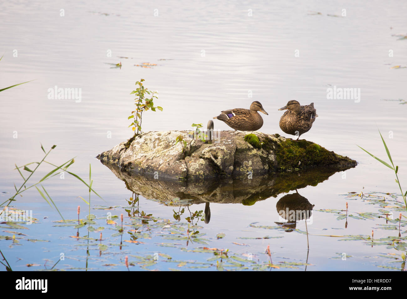 2 animali,4-stagione,animale,becco,uccelli,blu,colorata,giovane,duck,giù,caccia,lago,Mallard,Mallard duck,natura,reed,reflections,rock,l'estate, due,uccelli acquatici,waterfowl,wildlife,ali Foto Stock