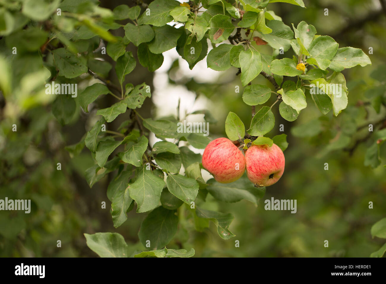 2 mele,2 oggetti,4-stagione autunno,l'agricoltura,melo,apple ramo di albero,autunno,luminoso,close-up mele,closeup,colorata,deliziosa,dolci,la dieta,cibo,quattro stagione,freschi,freschezza,frutta,verde,la salute,sano,succosa,foglie,foglie,luce,,naturali natura,nutrizione, Foto Stock