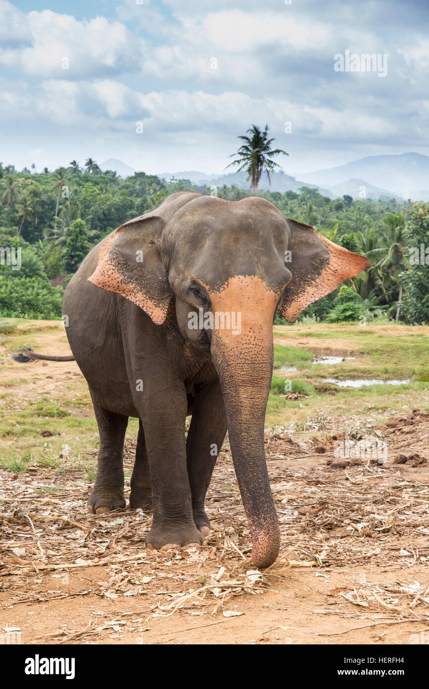 Elefante asiatico (Elephas maximus), Elefanti Pinnawala Orfanotrofio, Pinnawala, provincia centrale, Sri Lanka, Foto Stock