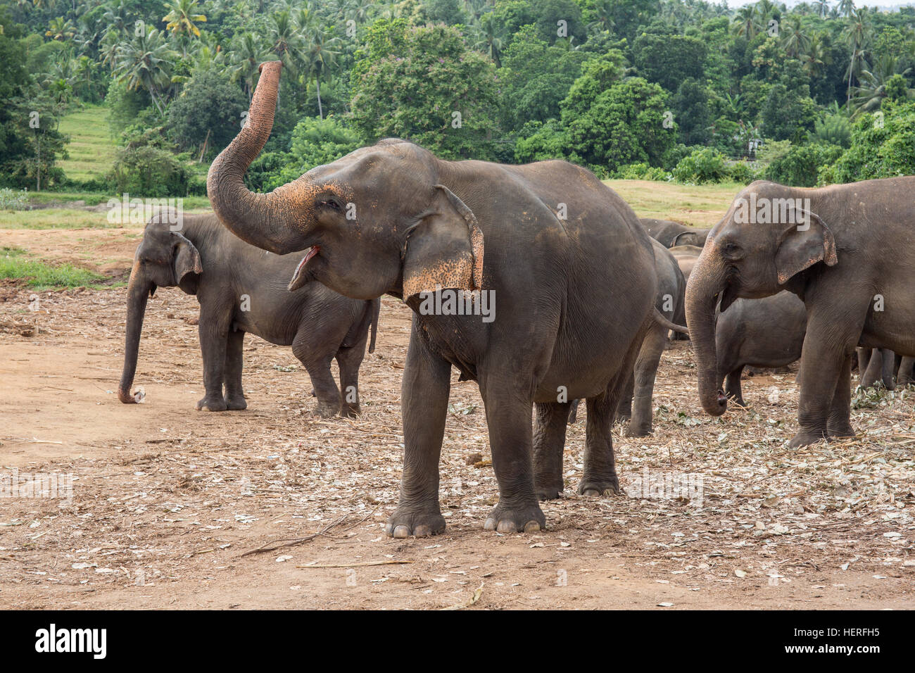 Elefante asiatico (Elephas maximus) la mandria, Elefanti Pinnawala Orfanotrofio, Pinnawala, provincia centrale, Sri Lanka, Foto Stock
