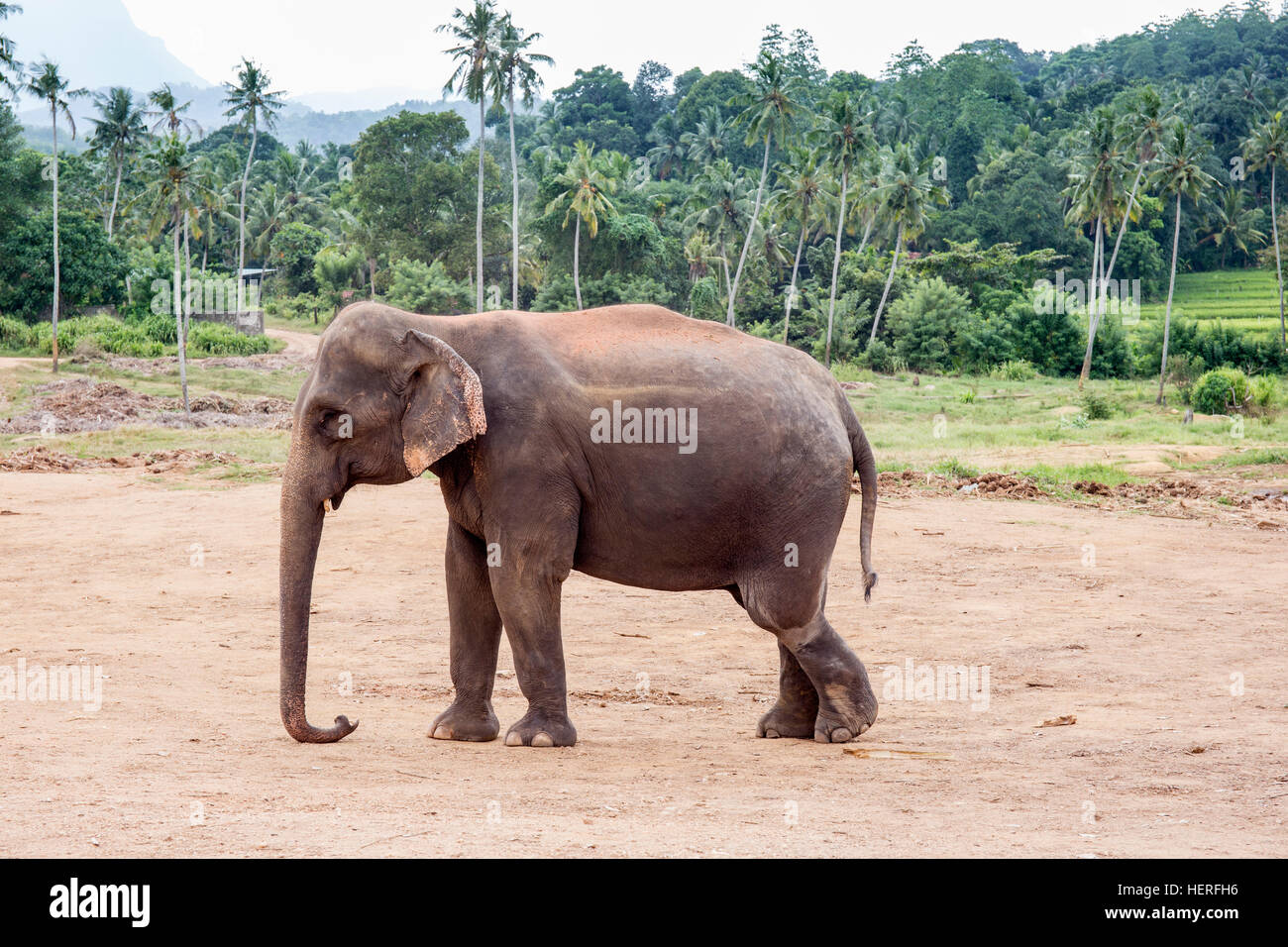 Elefante asiatico nella parte anteriore della foresta di palme, (Elephas maximus), Elefanti Pinnawala Orfanotrofio, Pinnawala, provincia centrale, Sri Lanka Foto Stock