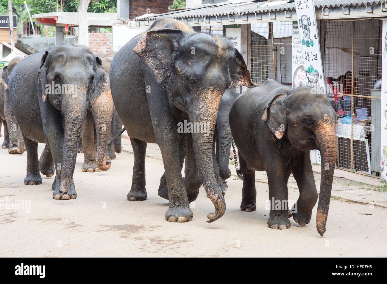 Elefanti asiatici in esecuzione attraverso la città, (Elephas maximus), Elefanti Pinnawala Orfanotrofio, Pinnawala, provincia centrale Foto Stock