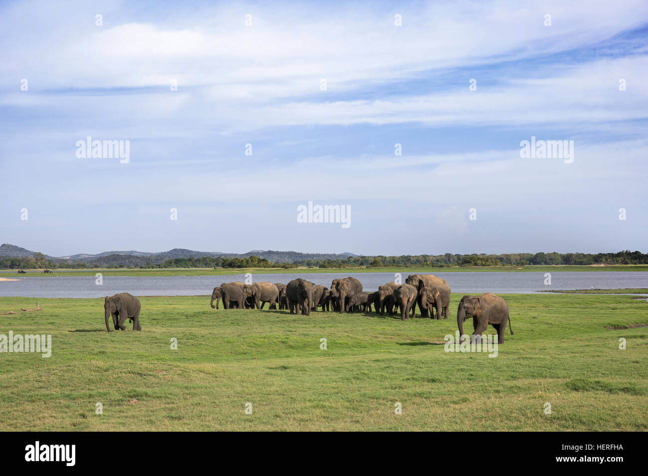 Elefanti asiatici (Elephas maximus) presso un lago, Udawalawe parco nazionale dello Sri Lanka Foto Stock