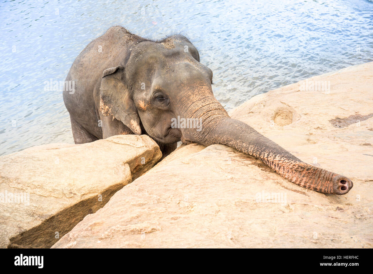 Elefante asiatico (Elephas maximus) in piedi in acqua, stabilisce tronco su parete, Elefanti Pinnawala Orfanotrofio, Pinnawala Foto Stock