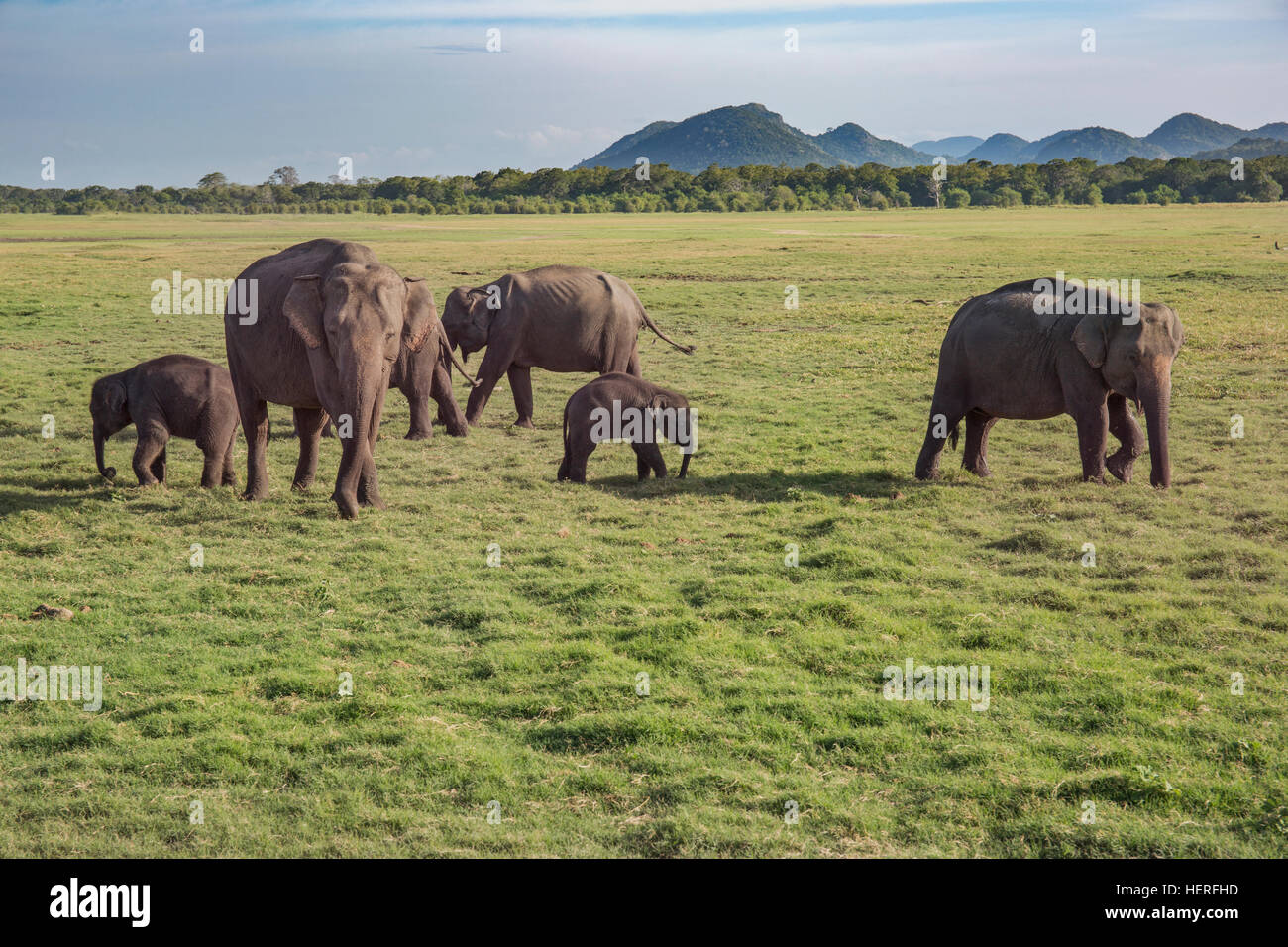 Elefanti asiatici (Elephas maximus), Udawalawe parco nazionale dello Sri Lanka Foto Stock