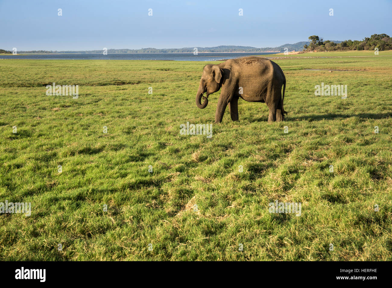 Elefante asiatico (Elephas maximus), Udawalawe parco nazionale dello Sri Lanka Foto Stock