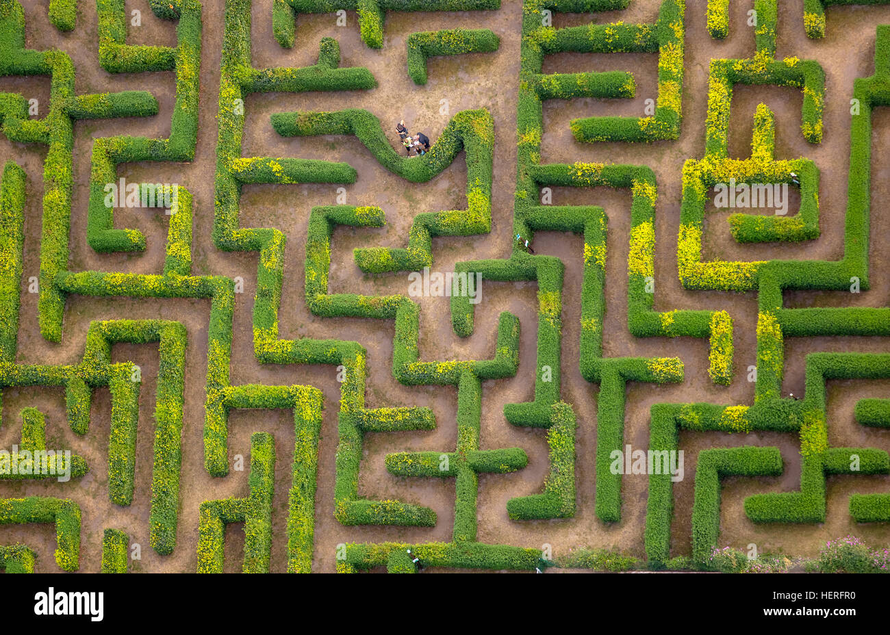 Vista aerea, labirinto di siepi, labirinto, Bollewick, Meclemburgo-Pomerania, Germania Foto Stock
