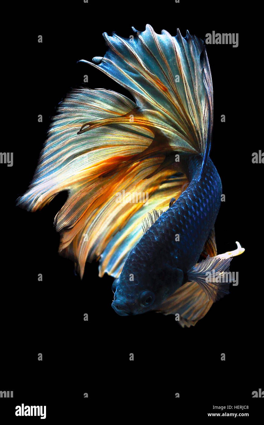 Ritratto di un pesce Betta Foto Stock