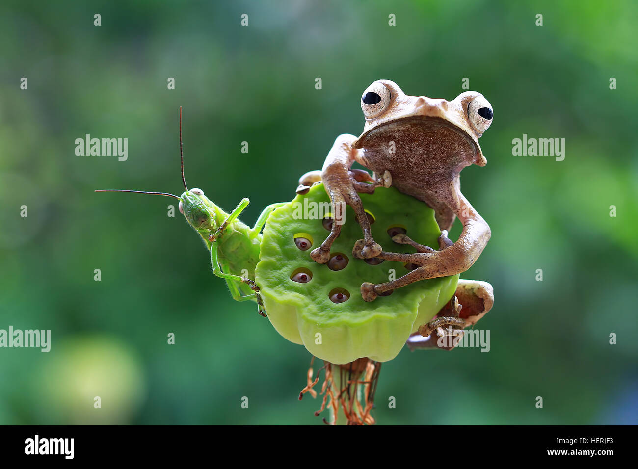 Eared rana e grasshopper seduto su un impianto, Indonesia Foto Stock