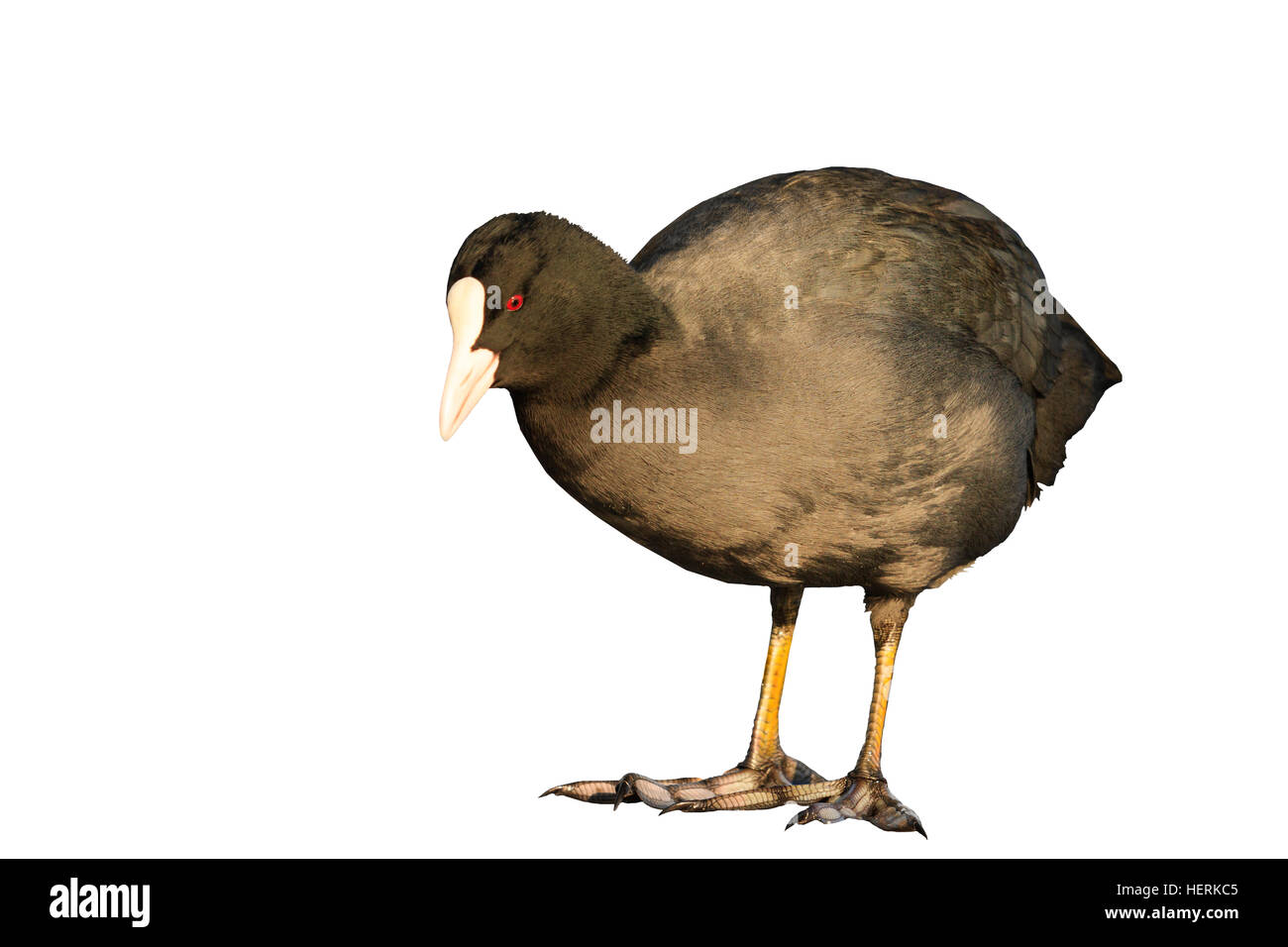 Coot guardando i suoi piedi isolato su bianco Foto Stock