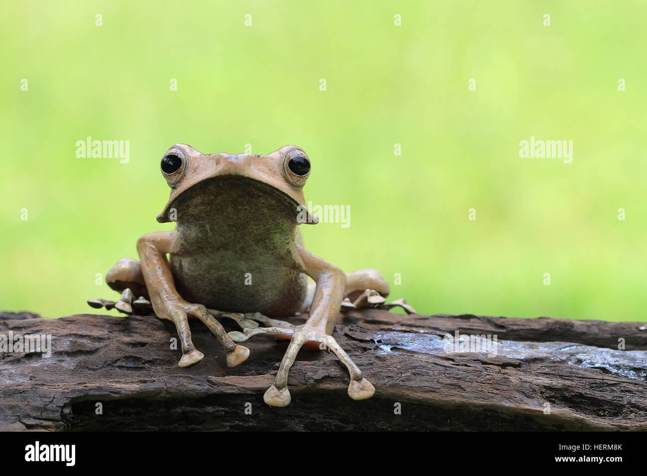 Eared rana seduta sul log, Indonesia Foto Stock