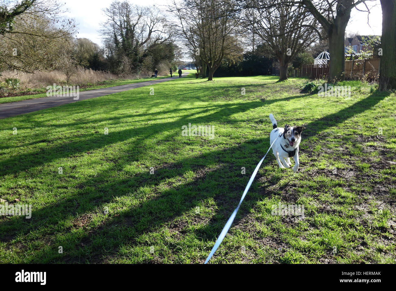 Jack Russell cane camminando sul filo Foto Stock