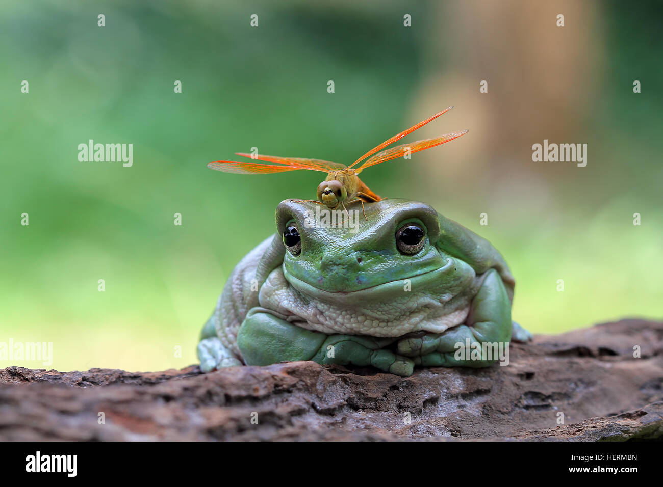 Dragonfly seduto su una losca rana, Indonesia Foto Stock