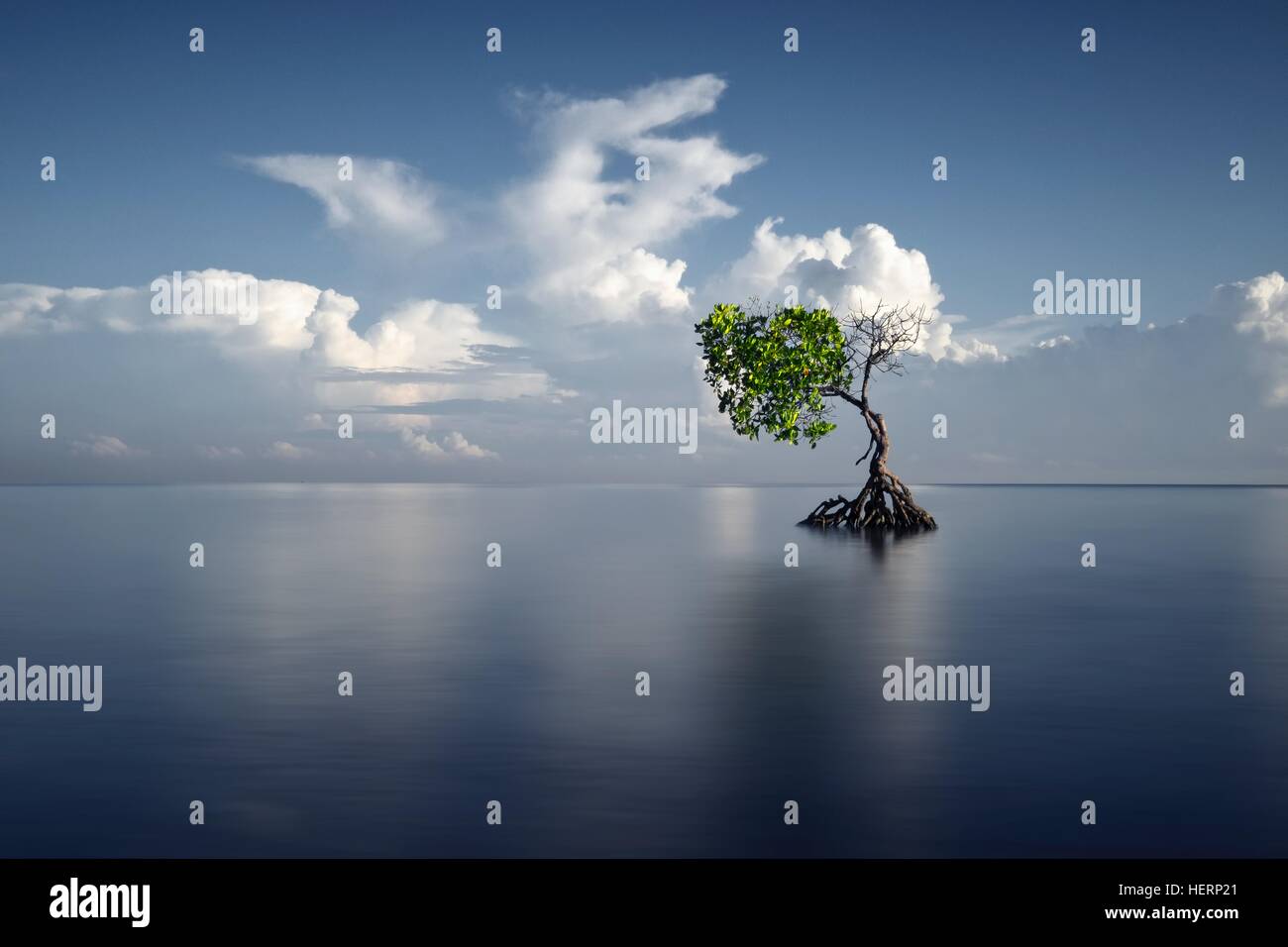 Lone Tree di mangrovie su una spiaggia, Bali, Indonesia Foto Stock