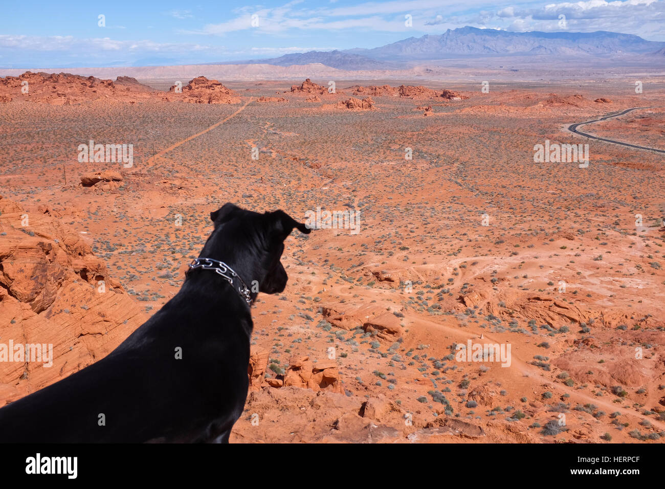 Cane guardando paesaggio deserto, Nevada, Stati Uniti Foto Stock
