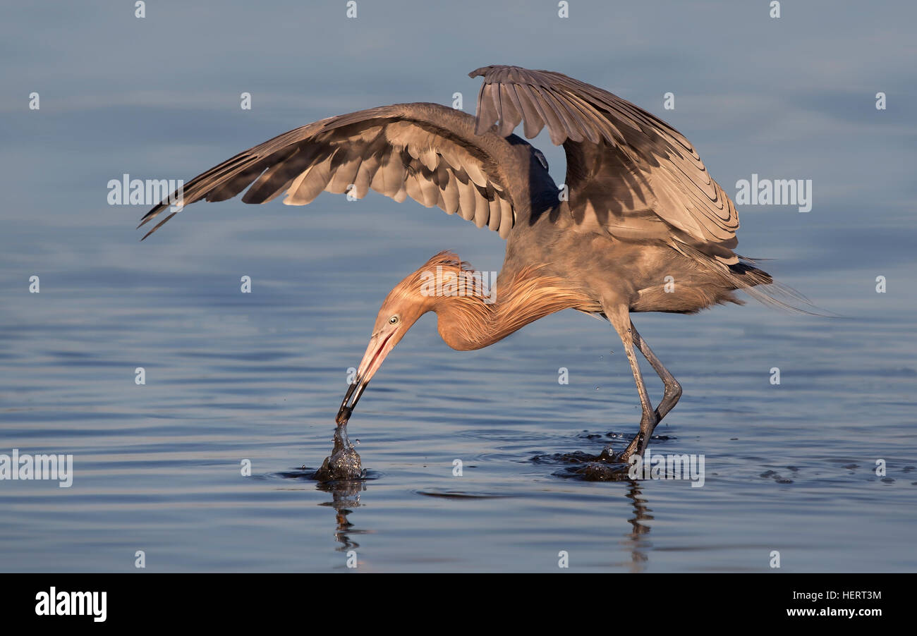 Eret rossastro (Ergretta rufescens) a caccia di cibo, Florida, Stati Uniti Foto Stock