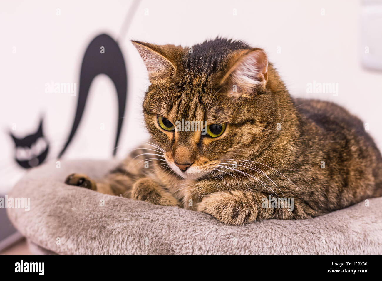 Gatto sulla sommità del scratcher. Bellissimo il gatto domestico giacenti e osservare i dintorni. Foto Stock