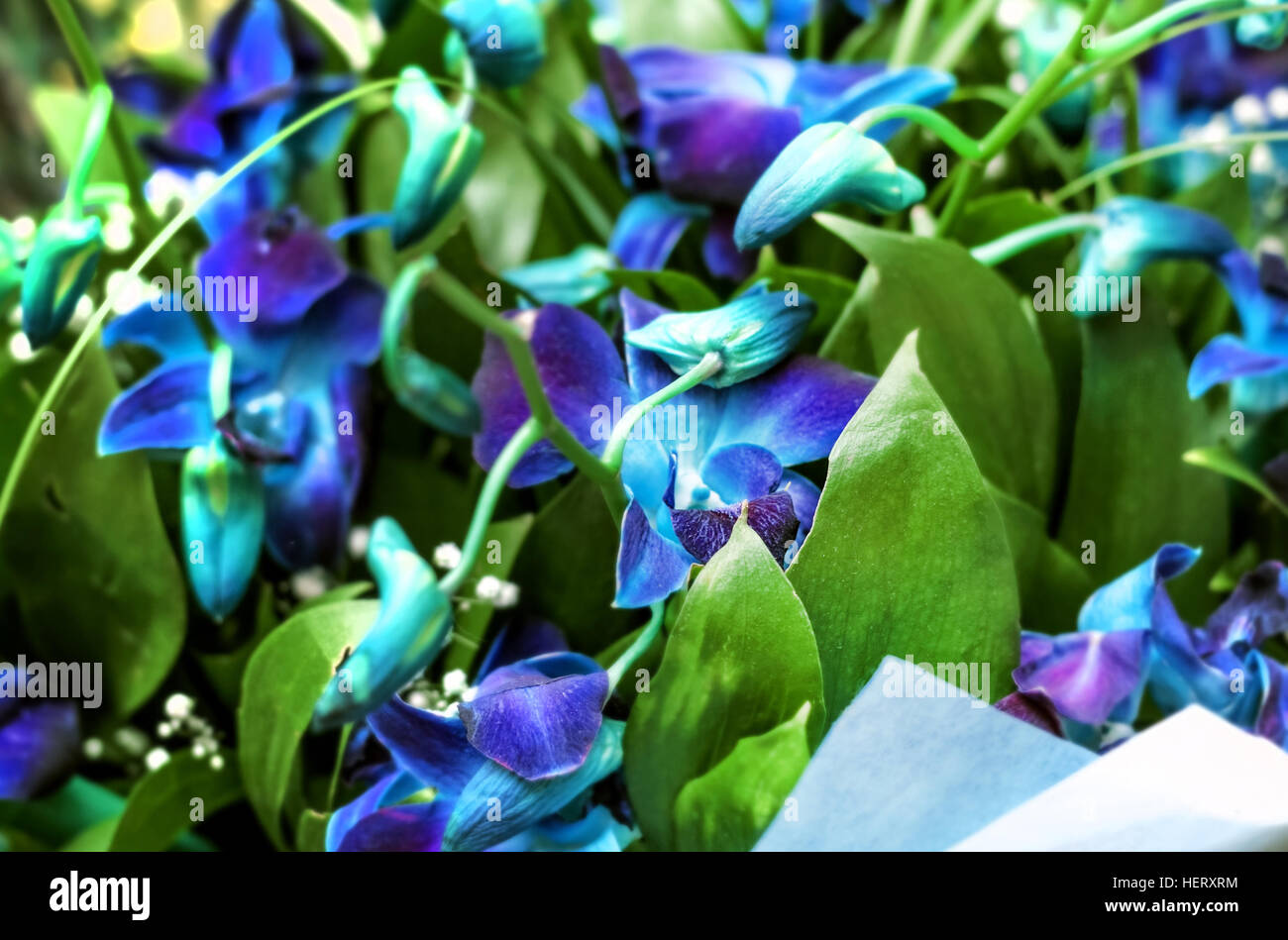 Offerta bouquet di orchidee blu per il presente Foto Stock