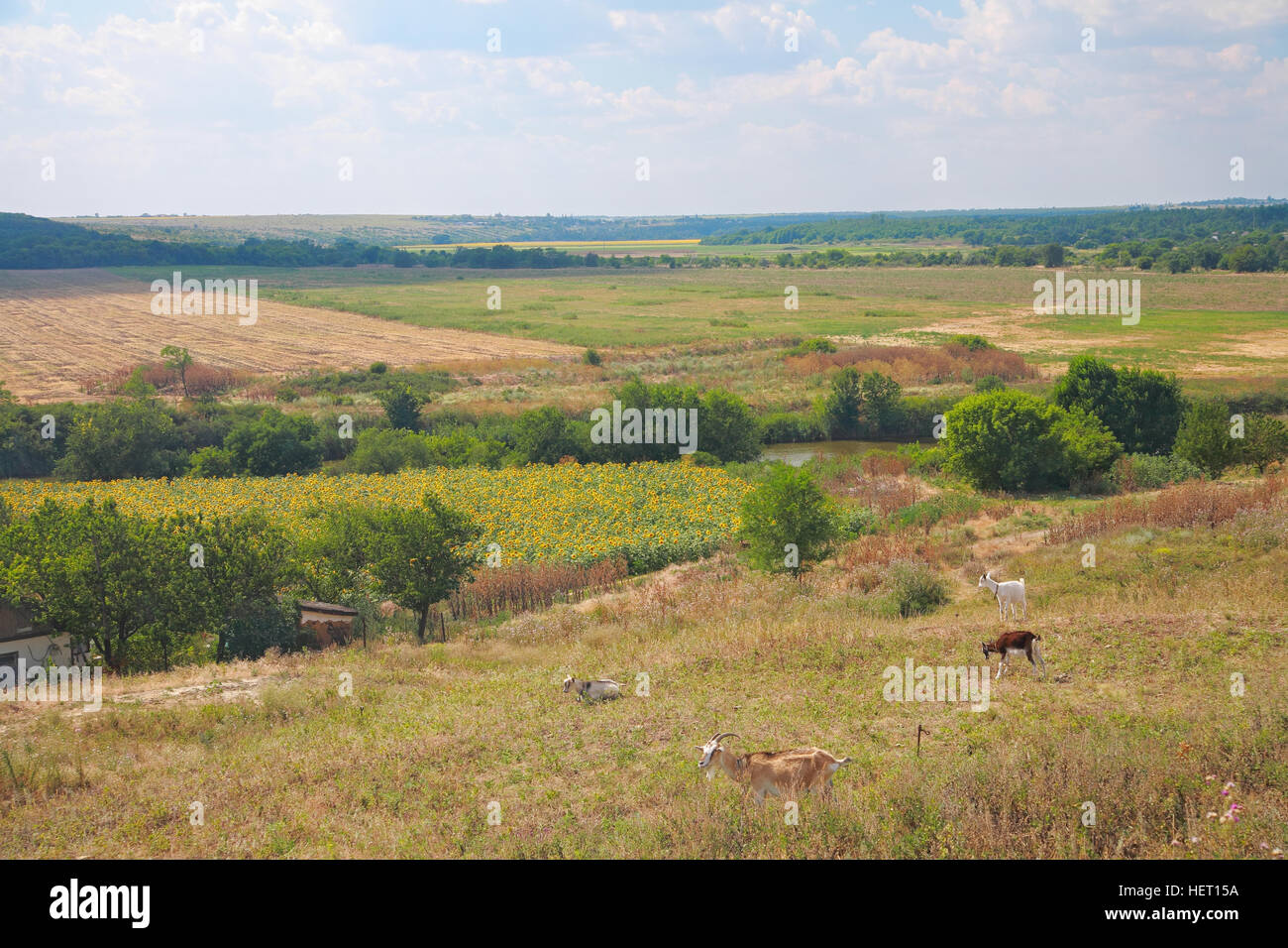 Paesaggio di campagna. In primo piano del pascolo capre, quindi un campo di girasoli, fiume, foresta steppa, la distanza e il cielo con le nuvole Foto Stock
