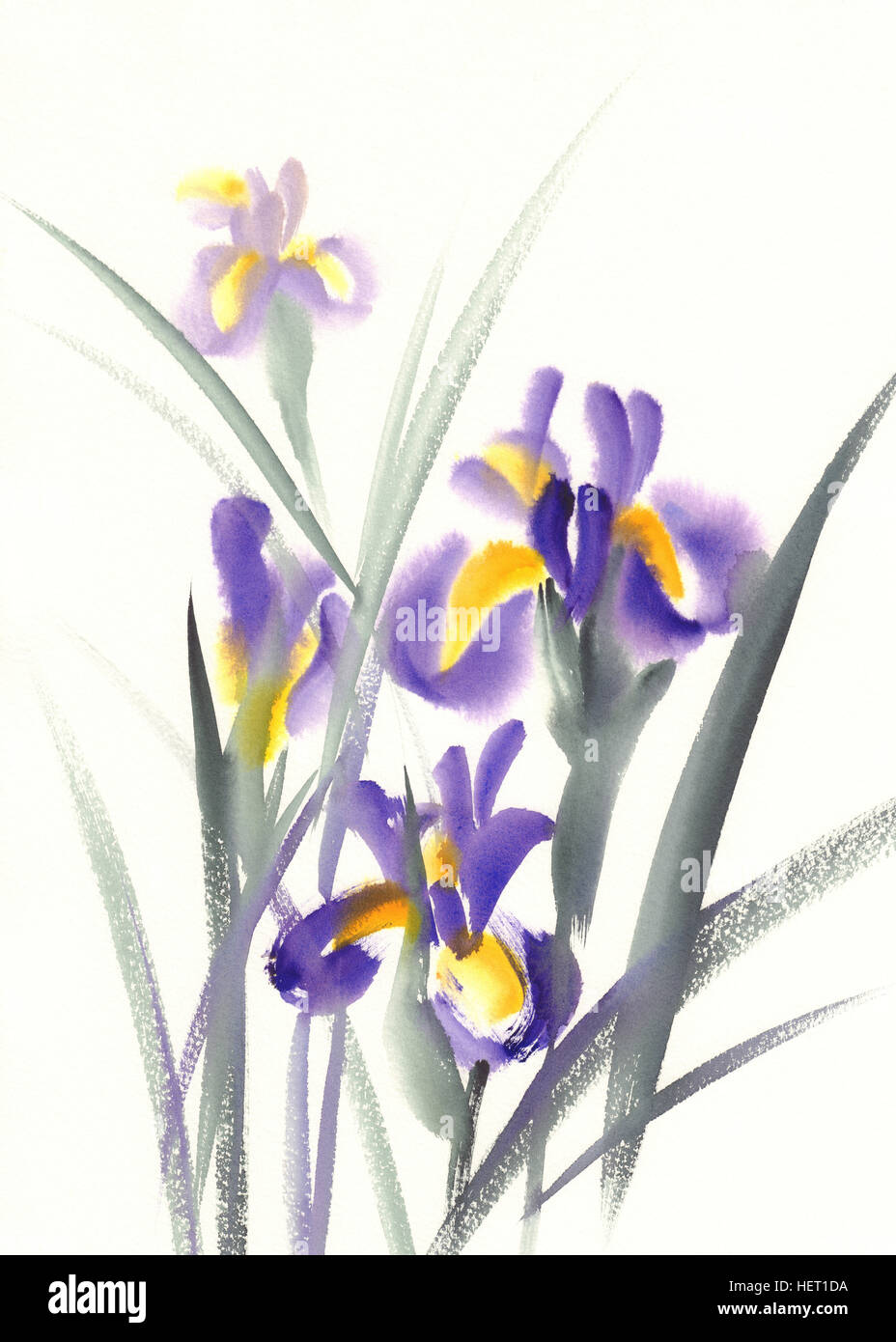 Bouquet iris schizzo acquerello Foto Stock