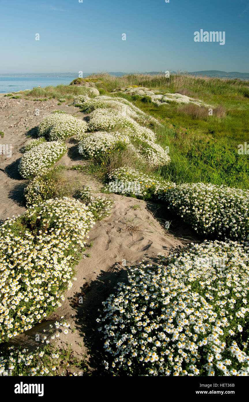 Molti cespugli di fiori di camomilla sono nati in primavera nei pressi della spiaggia Foto Stock