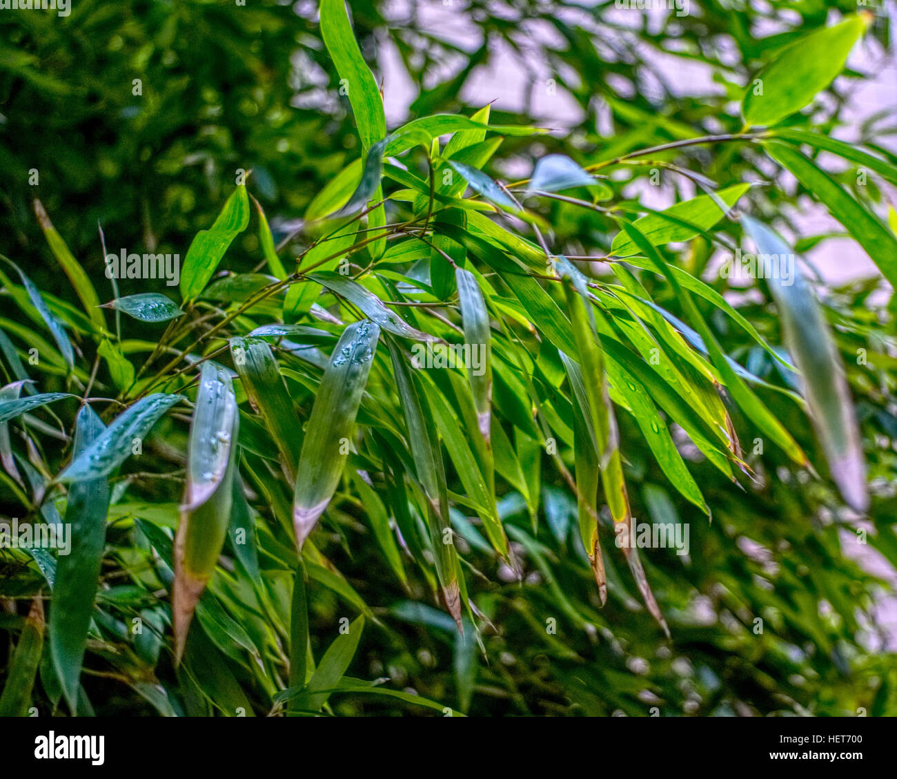Chiudere shot di erba e piante Foto Stock