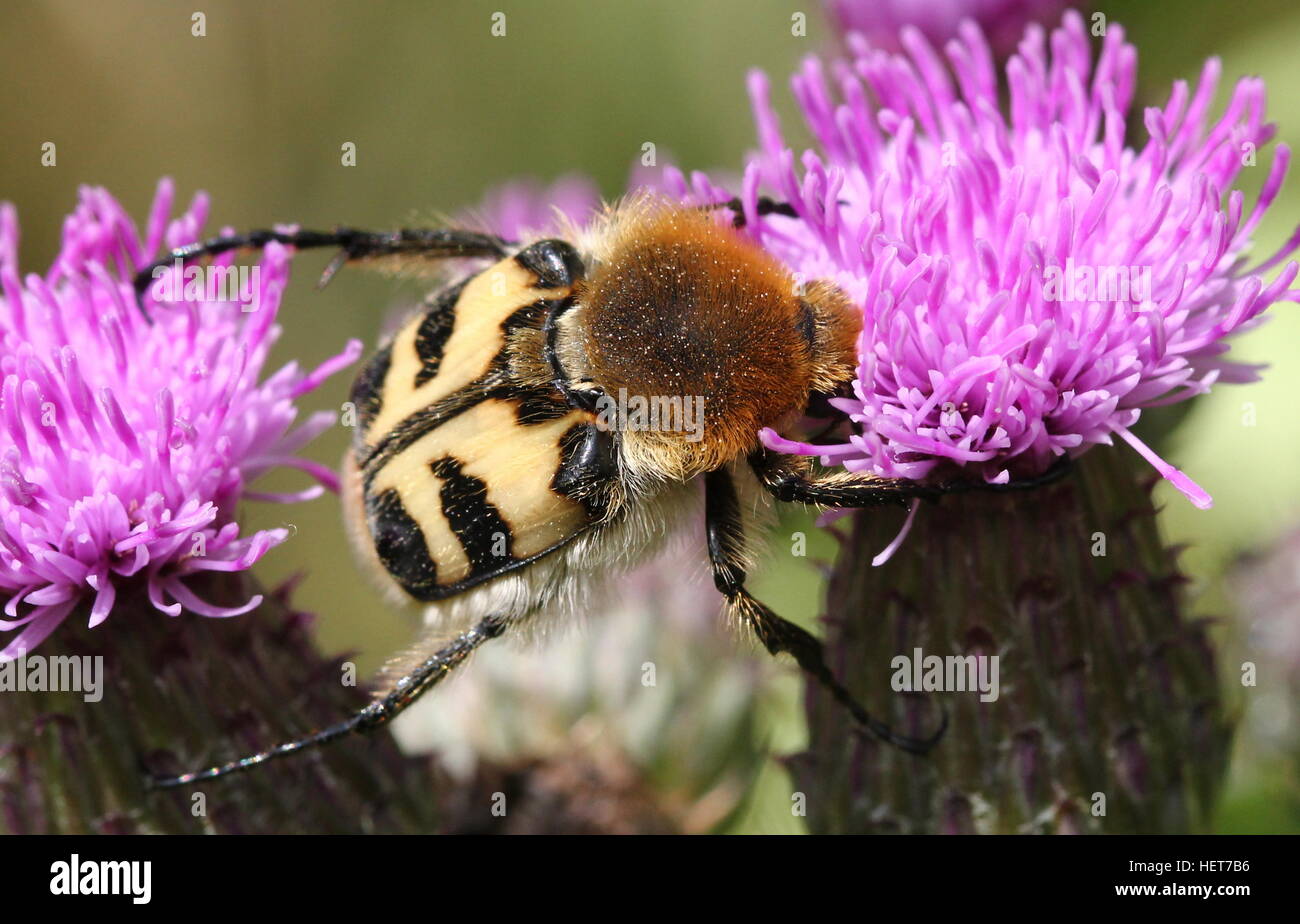 Close-up di un ape eurasiatica Beetle (Trichius zonatus o T. fasciatus) alimentazione su fiori di cardo Foto Stock