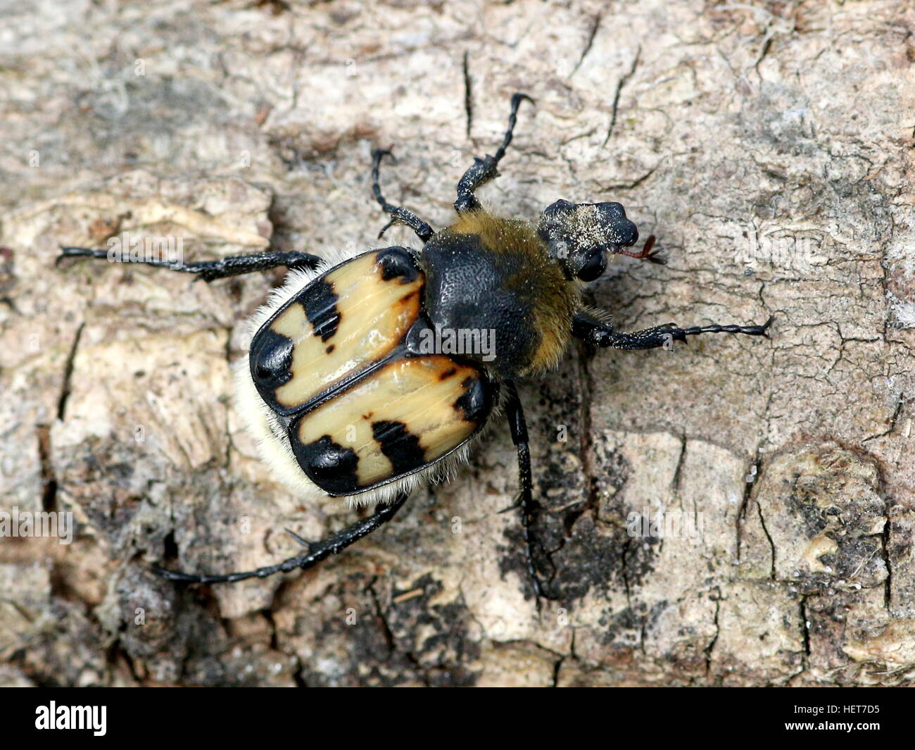 Close-up di un ape eurasiatica Beetle (Trichius zonatus o T. fasciatus) su un tronco di albero Foto Stock