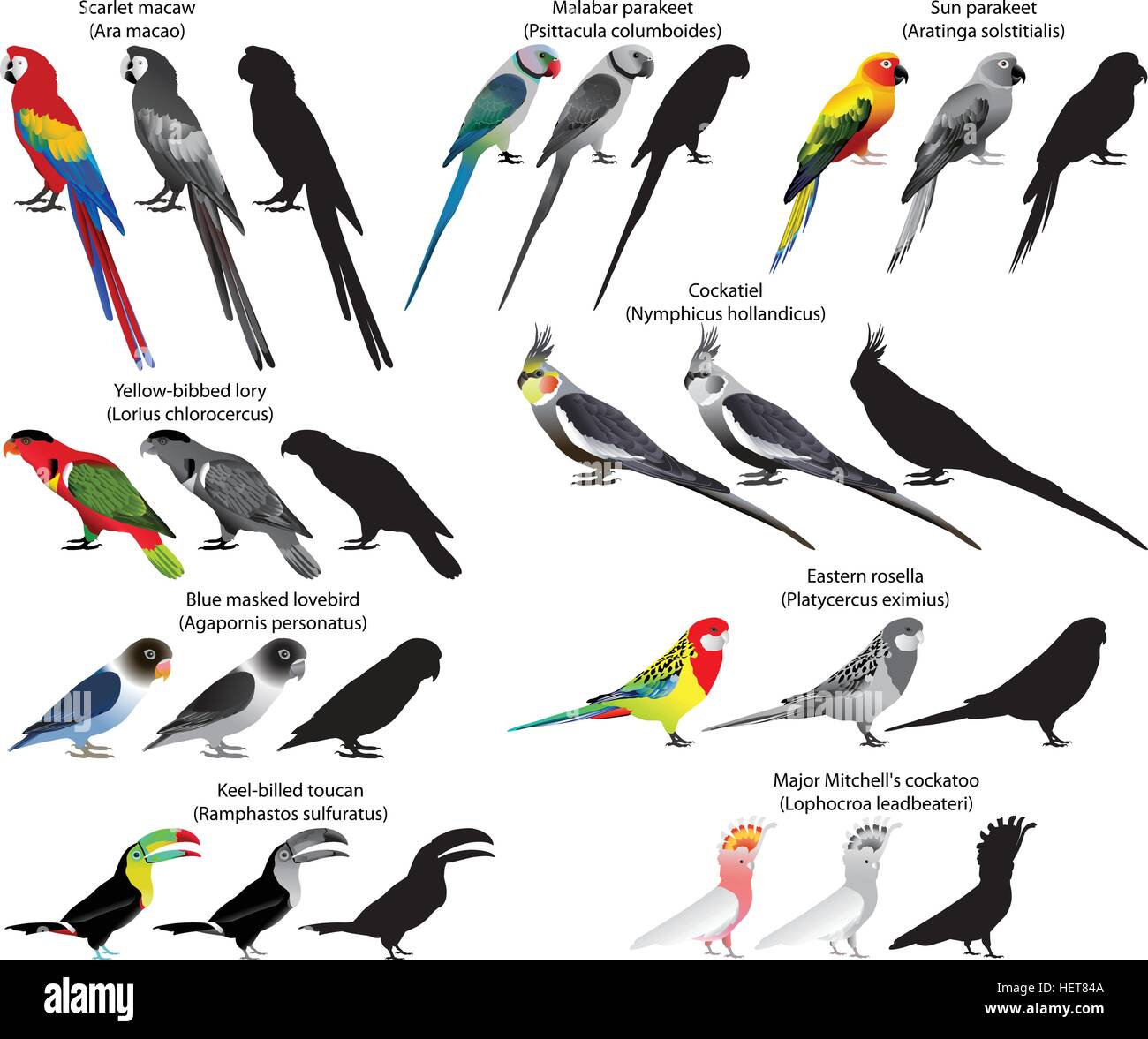 Raccolta di diverse specie di pappagalli. A colori e in bianco e nero di vettore. Illustrazione Vettoriale