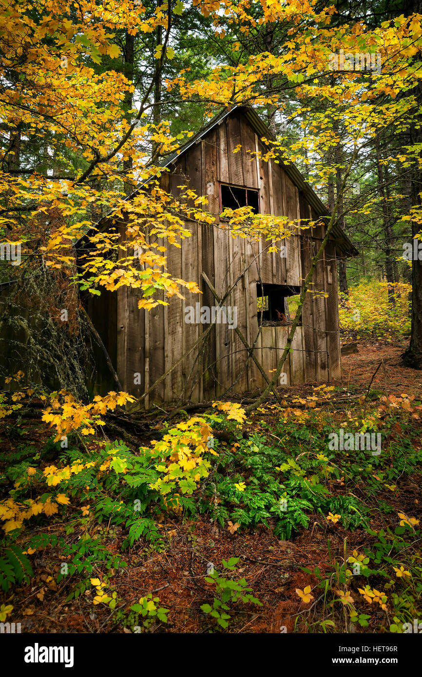 Vecchia baracca nel bosco in autunno a colori e foglie Foto Stock