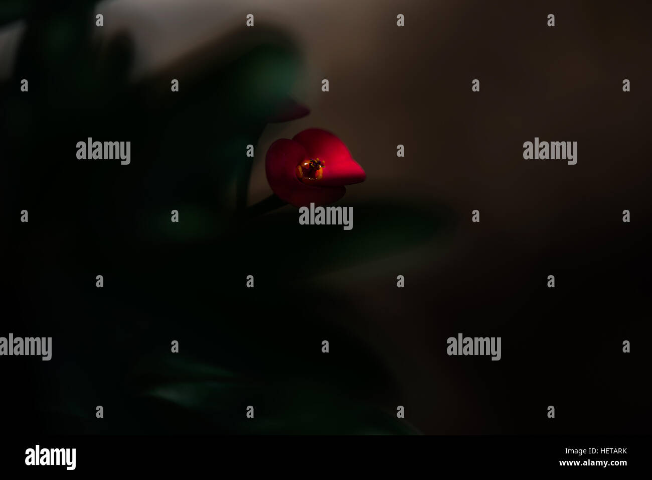 Tasto basso immagine di un piccolo fiore rosso, dirigere la luce che cade su di esso, il resto in scure e sfocate, pochi freen lascia visibile Foto Stock