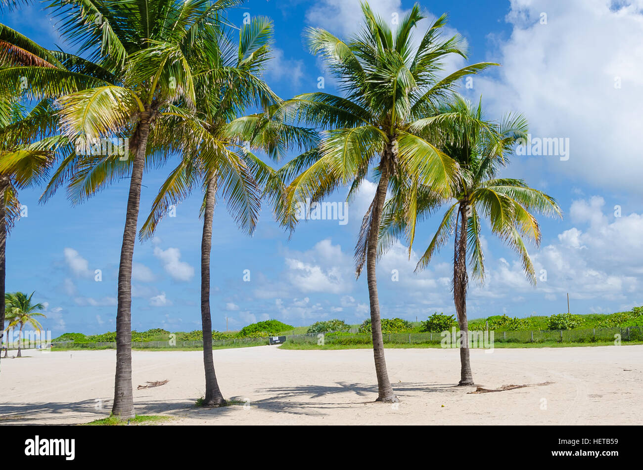Close up di Miami Beach con alberi di palma come sfondo in Florida, Stati Uniti d'America Foto Stock