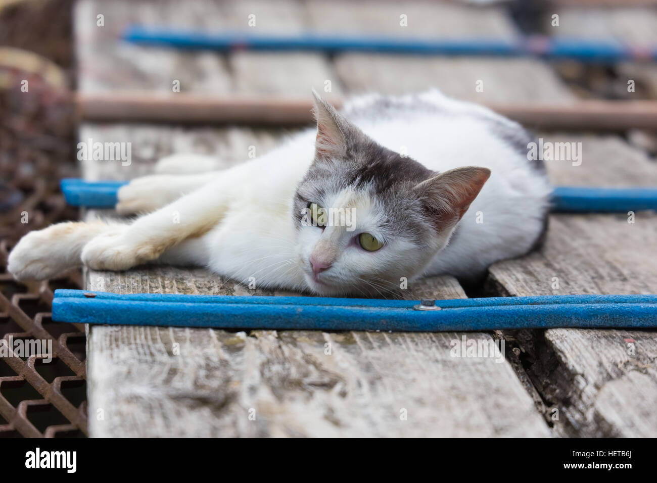 Gatto in un villaggio di mare Foto Stock