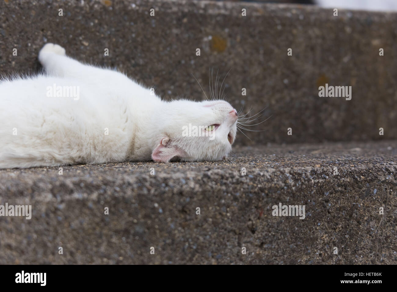 Gatto in un villaggio di mare Foto Stock