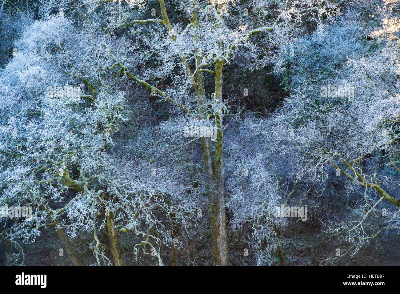Gelido inverno alberi in Scottish Borders. Scozia Foto Stock