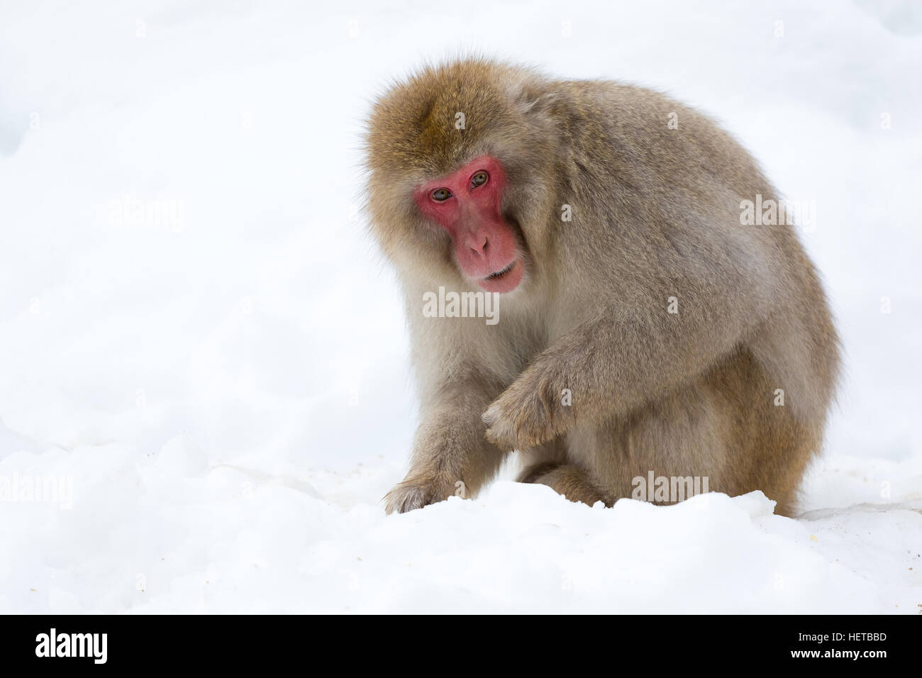 Scimmia selvaggia che gioca nella neve. Foto Stock