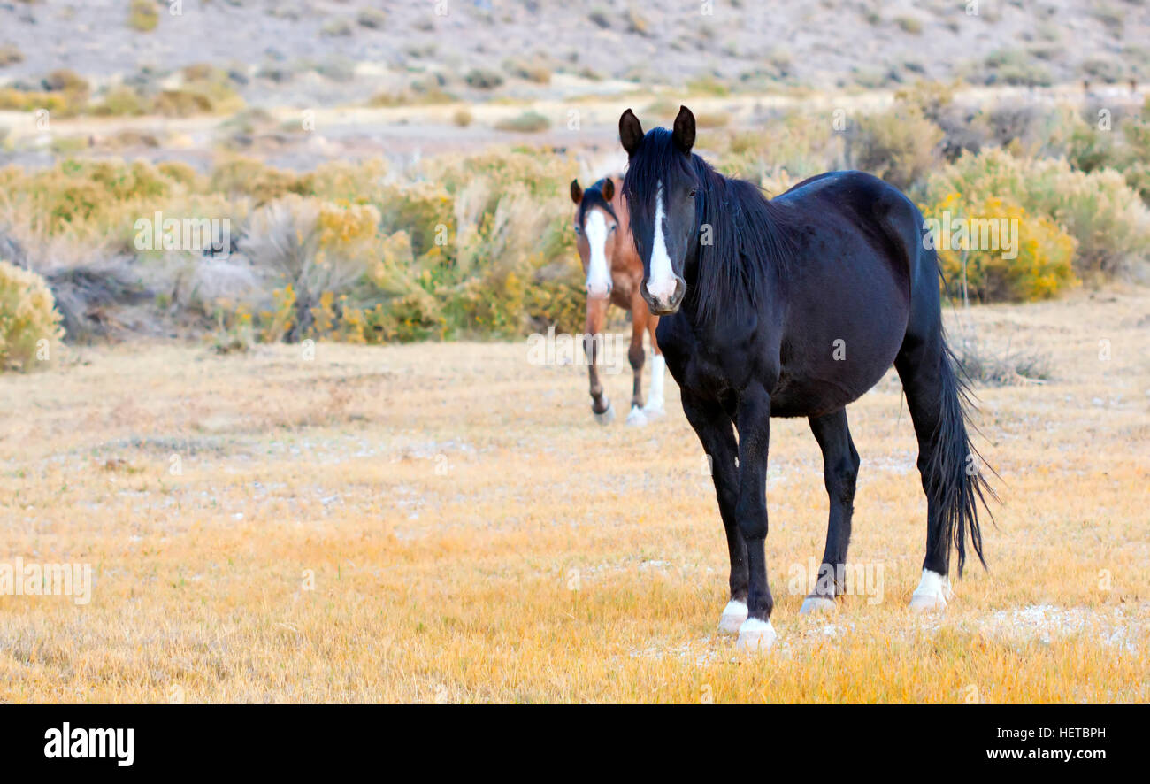 Il mustang selvatici cavallo nel deserto del Nevada Foto Stock