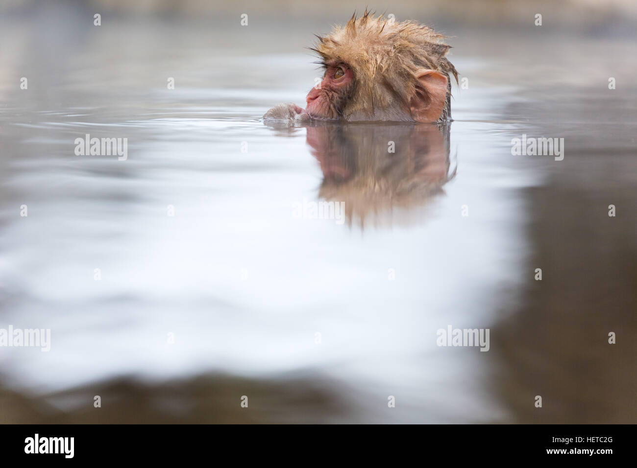 Scimmia selvaggia nelle sorgenti termali in inverno. Foto Stock