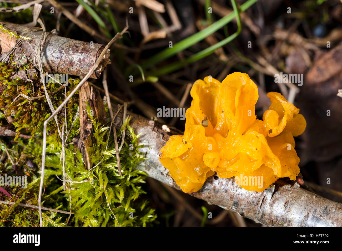 Fungo cervello giallo Foto Stock