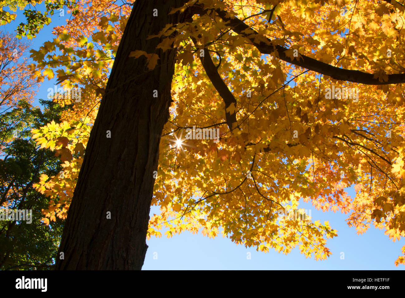 Maple caduta delle foglie, Wolcott Park, West Hartford, Connecticut Foto Stock