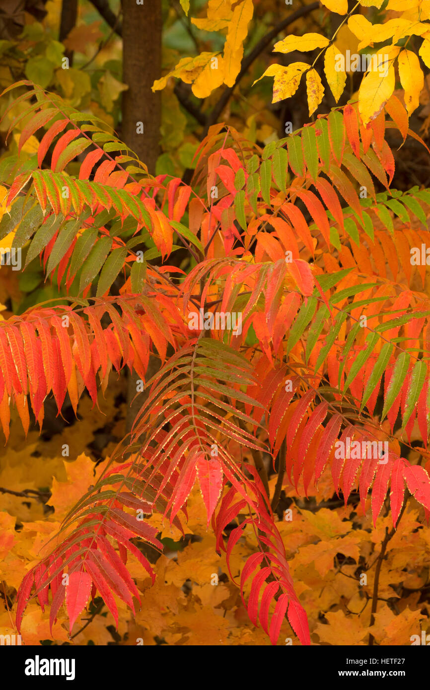 Sommacco caduta delle foglie, AW Stanley Park di New Britain, Connecticut Foto Stock
